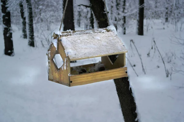 Trähus För Fåglar Träd Vintern Skogen — Stockfoto