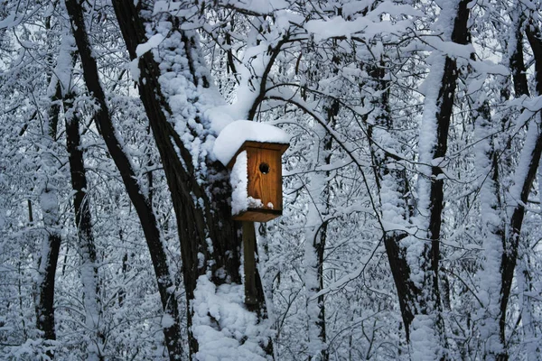 冬の森の中の木に鳥の木造住宅 — ストック写真