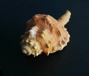  Tutufa bubo. Seashell tarak Venüs karanlık bir arka plan. Seashell kret.