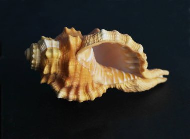  Tutufa bubo. Seashell tarak Venüs karanlık bir arka plan. Seashell kret.