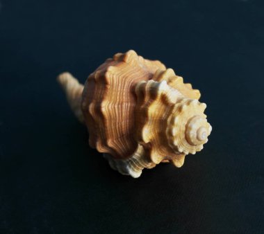  Tutufa bubo. Seashell tarak Venüs karanlık bir arka plan. Seashell kret.