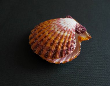 Büyük tarak Shells.Seashell tarak Venüs karanlık bir arka plan. Seashell kret.