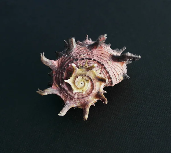 Trionfante Star Conchiglia Seashell Pettine Venere Uno Sfondo Scuro Cresta — Foto Stock