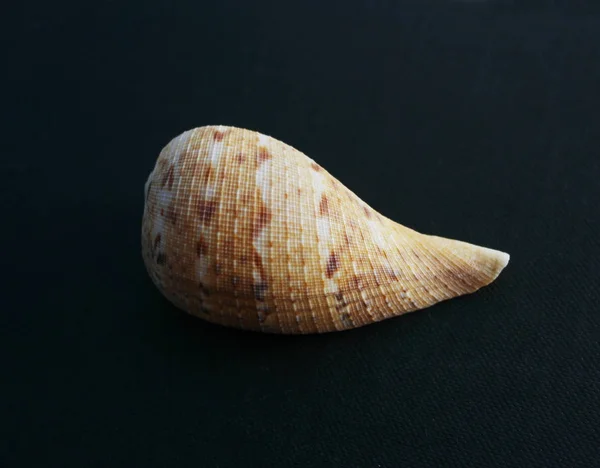 Graciösa Fig Seashell Kam Venus Mörk Bakgrund Seashell Crest — Stockfoto