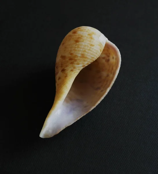 Sierlijke Fig Seashell Kam Venus Een Donkere Achtergrond Seashell Crest — Stockfoto