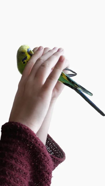 Papagaio Escapa Das Mãos Morde Dedos Papagaio Ondulado — Fotografia de Stock