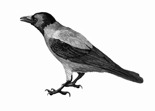 Rabenvogel Schwarz Weiß Zeichnung Tätowierung — Stockfoto