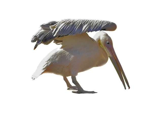 Pelicano Branco Isolado Fundo Branco — Fotografia de Stock