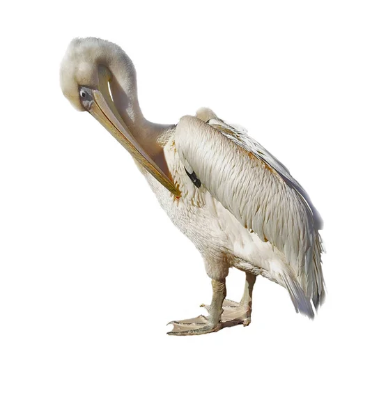 Vit Pelikan Isolerad Vit Bakgrund — Stockfoto