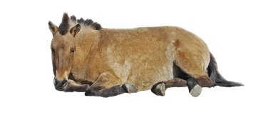 Beyaz bir arka plan üzerinde izole at Przewalski yere yatıyor