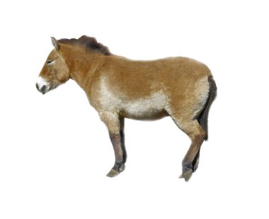 Beyaz arka plan üzerinde izole at Przewalski