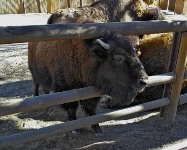 Hayvanat Bahçesi için bariyer boğa