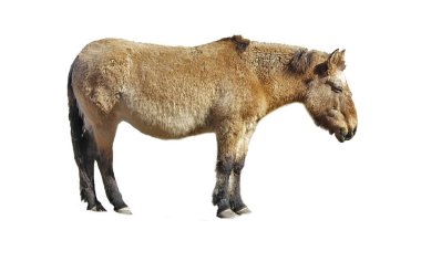 Beyaz arka plan üzerinde izole at Przewalski