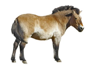 Beyaz arka plan üzerinde izole at Przewalski