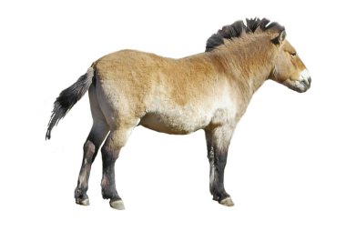 Beyaz arka plan üzerinde izole at Przewalski
