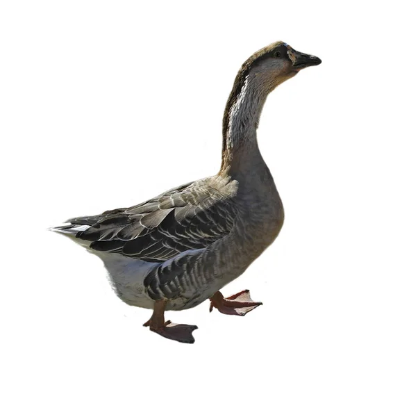 Grijze Gans Geïsoleerd Witte Achtergrond — Stockfoto