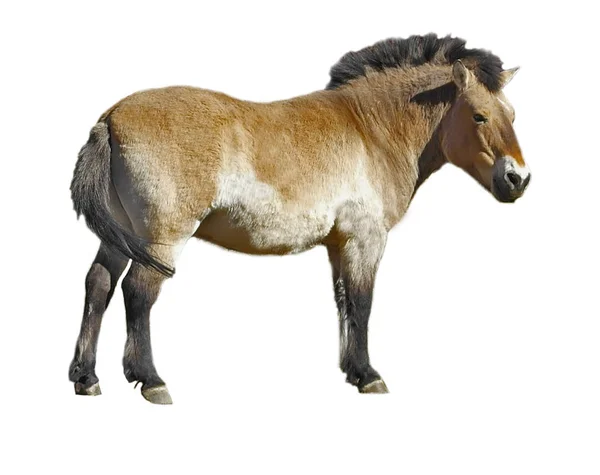 Paard Przewalski Geïsoleerd Witte Achtergrond — Stockfoto