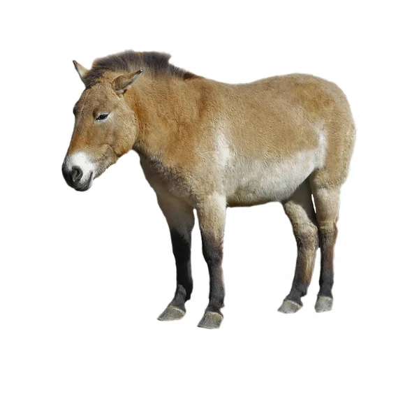 白い背景に分離された馬 Przewalski — ストック写真
