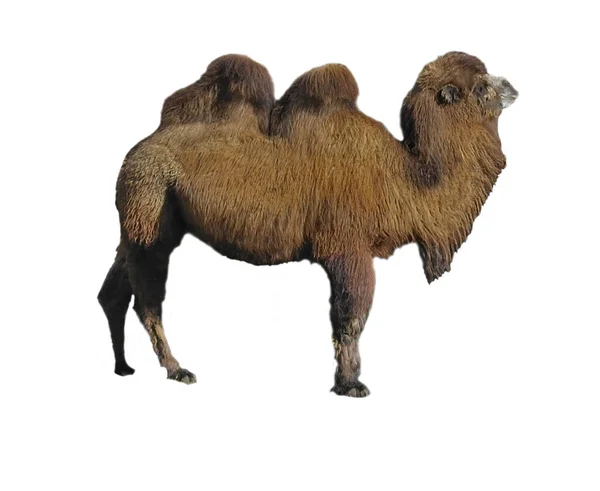 Camel Brun Med Två Pucklar Isolerad Vit Bakgrund — Stockfoto
