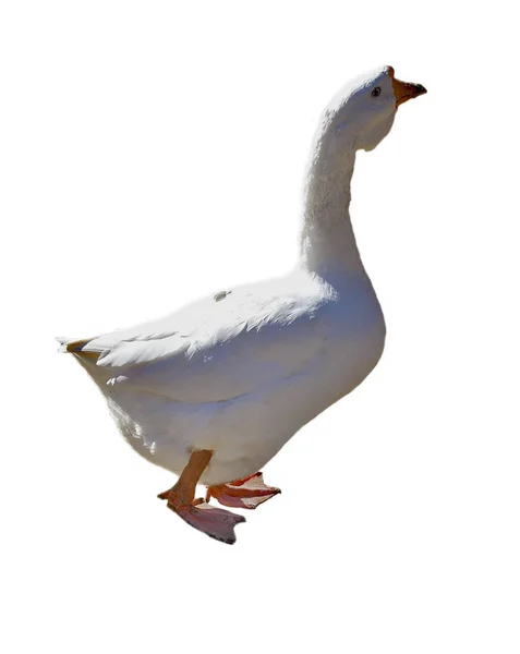 Ganso Blanco Aislado Sobre Fondo Blanco — Foto de Stock