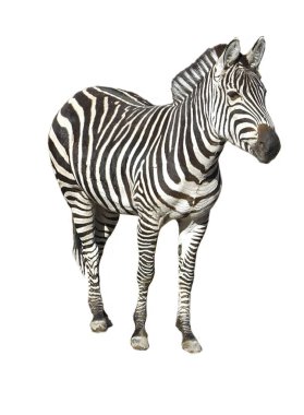 Zebra striped black and white isolated on white background clipart
