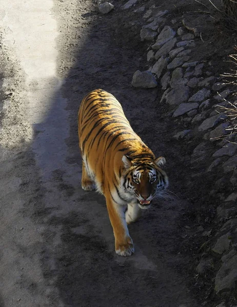 Tigre Bengala Floresta Parece Caçador — Fotografia de Stock