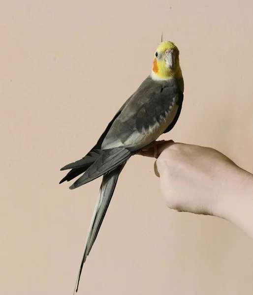 灰色のオウム Ockatiel 黄色オレンジ色の頭 — ストック写真