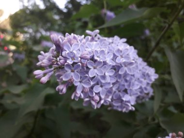 Pembe leylak çiçekleri, yakın çekim. Bahar pembe leylak.