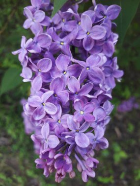 Pembe leylak çiçekleri, yakın çekim. Bahar pembe leylak.