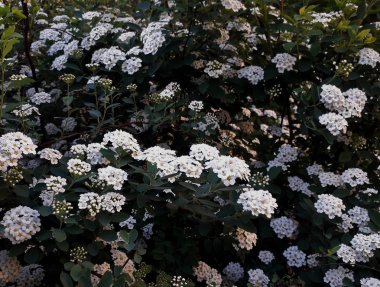 Spiraeus Wangutta Spiraea Vanhouttei.