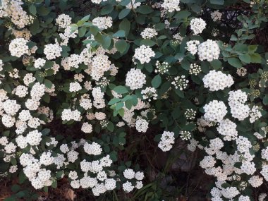 Spiraeus Wangutta Spiraea Vanhouttei.