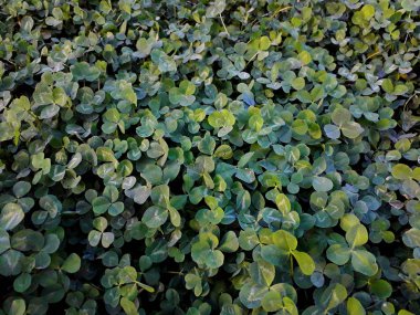 Oxalis corniculata arka plan ve yeşil bitkilerin doku