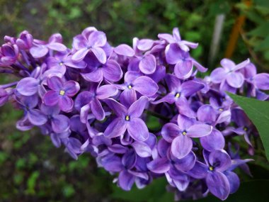 Pembe leylak çiçekleri, yakın çekim. Bahar pembe leylak.