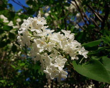 Beyaz leylak çiçekleri, yakın çekim. Bahar pembesi ve leylak.