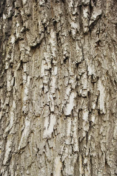 Textura Fondo Árbol Álamo Estrictamente Gris Marrón —  Fotos de Stock