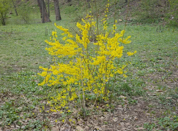 Bloom Fabulosa Forsythia Crece Maravillosamente —  Fotos de Stock