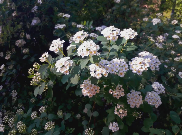 Spiraeus Wangutta Spiraea Vanhouttei — Zdjęcie stockowe