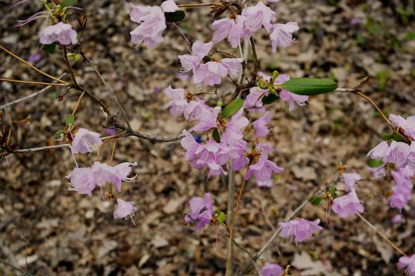 Πολυχλωρίδα Λουλούδια Από Ροζ Χρώμα Ανθίζουν Ένα Θάμνο Φόντο Πράσινου — Φωτογραφία Αρχείου