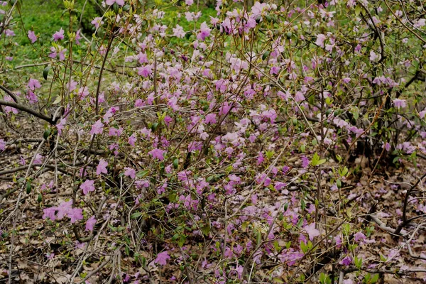 Mirabilis Multiflora Blommor Rosa Färg Blommar Buske Bakgrund Grön Färg — Stockfoto