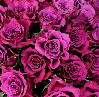 Gül çiçekleri yakın çekim, kırmızı güller. Sevgililer Günü.