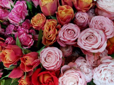 Gül çiçekleri yakın çekim, kırmızı güller. Sevgililer Günü.