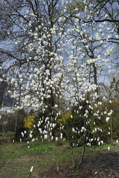 Magnolia Blanc Fleurit Sur Arbre Dans Parc Début Printemps — Photo