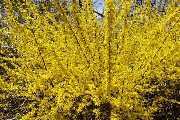 Bloom Fabulosa Forsythia Crece Maravillosamente —  Fotos de Stock