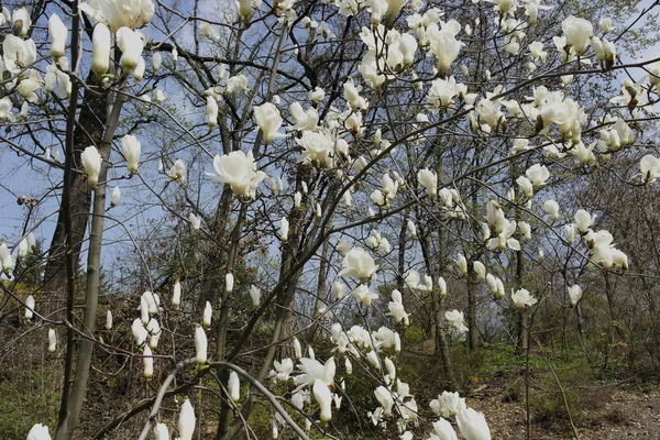 Flores Magnolia Blanca Árbol Parque Principios Primavera —  Fotos de Stock