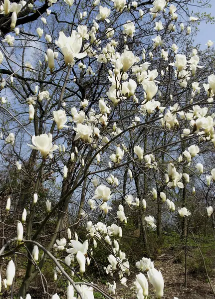 White Magnolia Flowers Tree Park Early Spring — 스톡 사진