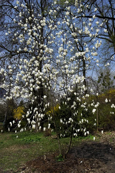 Λευκά Λουλούδια Μανόλια Ένα Δέντρο Ένα Πάρκο Στις Αρχές Της — Φωτογραφία Αρχείου