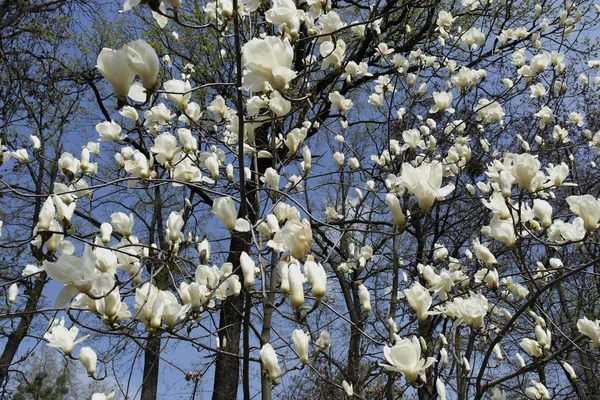 Baharın Başında Parktaki Bir Ağaçta Beyaz Manolya Çiçekleri — Stok fotoğraf