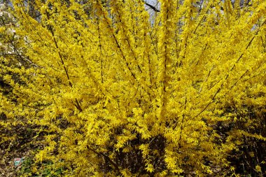 Bloom'da, Muhteşem Forsythia. Güzel Grow.