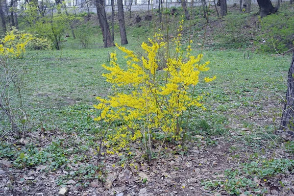 Bloom Fabulosa Forsythia Crece Maravillosamente —  Fotos de Stock