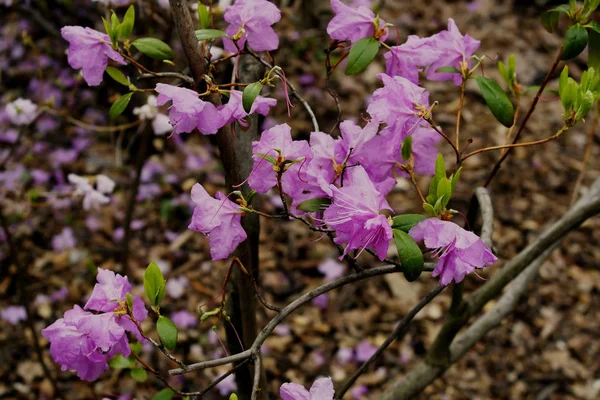 Mirabilis Multiflora Pembe Renk Çiçekler Yeşil Renk Bir Arka Plan — Stok fotoğraf